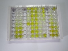 ELISA Kit for Receptor Tyrosine Protein Kinase erbB-2 (ErbB2)