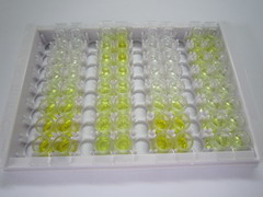 ELISA Kit for Coagulation Factor VII (F7)