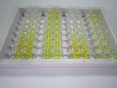 ELISA Kit for Coagulation Factor VII (F7)