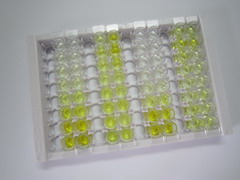 ELISA Kit for Forkhead Box P3 (FOXP3)