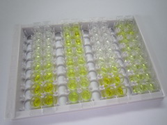 ELISA Kit for Forkhead Box P3 (FOXP3)