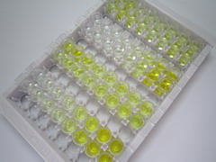 ELISA Kit for Coagulation Factor VIII (F8)