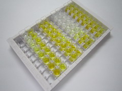 ELISA Kit for Activin Receptor Like Kinase 1 (ALK1)