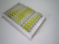 ELISA Kit for Bruton'S Tyrosine Kinase (Btk)