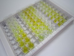 ELISA Kit for NADPH Oxidase 4 (NOX4)