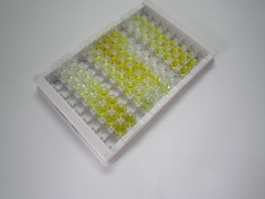 ELISA Kit for Choline Acetyltransferase (ChAT)