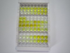 ELISA Kit for Cathepsin S (CTSS)