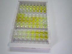 ELISA Kit for Cathepsin S (CTSS)