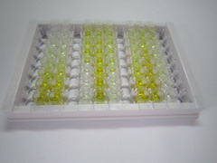 ELISA Kit for Annexin A2 (ANXA2)