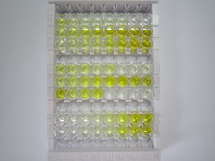 ELISA Kit for Toll Like Receptor 7 (TLR7)