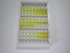 ELISA Kit for Tar DNA Binding Protein 43kDa (TDP43)