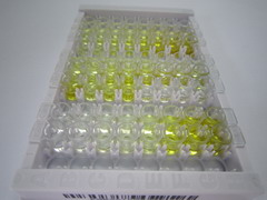 ELISA Kit for Histone Acetyltransferase 1 (HAT1)