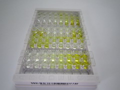 ELISA Kit for Cluster Of Differentiation 34 (CD34)