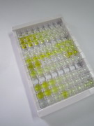 ELISA Kit for Calpain 1 (CAPN1)