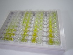 ELISA Kit for Syndecan 1 (SDC1)