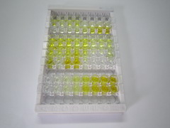 ELISA Kit for Syndecan 1 (SDC1)