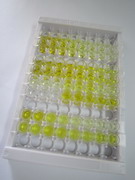 ELISA Kit for Endothelin Receptor B (ETRB)