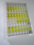 ELISA Kit for Tau Protein (MAPT)