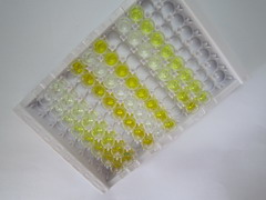 ELISA Kit for Haptoglobin Related Protein (HPR)