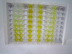 ELISA Kit for Interleukin 8 Receptor Beta (IL8Rb)