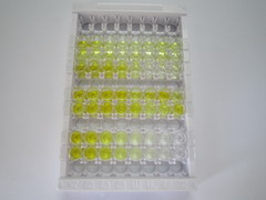 ELISA Kit for Interleukin 35 (IL35)