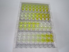 ELISA Kit for Dihydropyrimidine Dehydrogenase (DPYD)