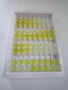 ELISA Kit for Creatine Kinase B (CK-BB)