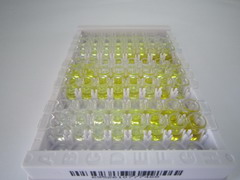 ELISA Kit for Heat Shock Protein Beta 8 (HSPb8)