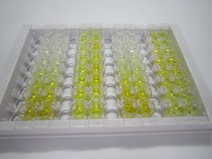 ELISA Kit for S100 Calcium Binding Protein A7 (S100A7)