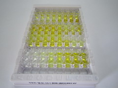 ELISA Kit for High Mobility Group AT Hook Protein 1 (HMGA1)