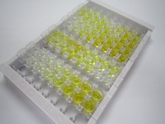 ELISA Kit for High Mobility Group AT Hook Protein 2 (HMGA2)