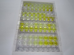 ELISA Kit for Laminin Alpha 2 (LAMa2)