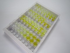 ELISA Kit for Laminin Gamma 2 (LAMC2)