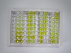 ELISA Kit for Integrin Beta 6 (ITGb6)