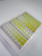 ELISA Kit for Bone Morphogenetic Protein 10 (BMP10)