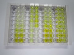 ELISA Kit for Decorin (DCN)