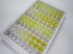 ELISA Kit for Collagen Type XVII (COL17)