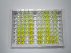 ELISA Kit for Collagen Type IV Alpha 5 (COL4a5)