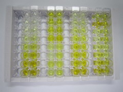 ELISA Kit for Collagen Type V Alpha 2 (COL5a2)