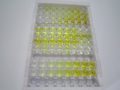 ELISA Kit for HLA Class II Histocompatibility Antigen, DRB1 Beta Chain (HLA-DRB1)