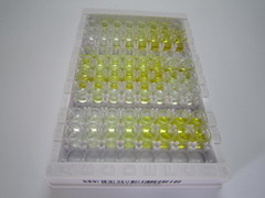 ELISA Kit for Left/Right Determination Factor 1 (LEFTY1)