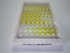 ELISA Kit for Filamin A Alpha (FLNa)