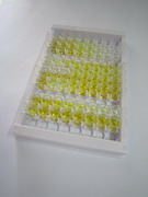 ELISA Kit for Telomerase Reverse Transcriptase (TERT)