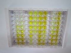 ELISA Kit for Topoisomerase I (TOP1)