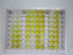 ELISA Kit for Topoisomerase I (TOP1)