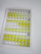 ELISA Kit for Adenosine Kinase (ADK)