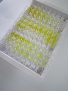 ELISA Kit for Ionized Calcium-binding Adapter Molecule 1 (IBA1)