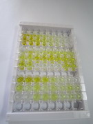 ELISA Kit for Ionized Calcium-binding Adapter Molecule 1 (IBA1)