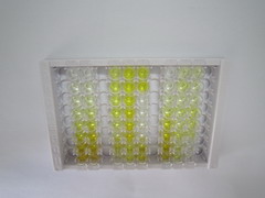 ELISA Kit for Angiomotin (AMOT)