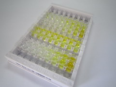 ELISA Kit for N-Acylsphingosine Amidohydrolase 1 (ASAH1)